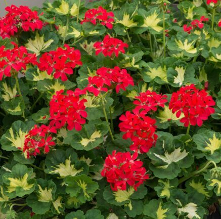 Nokarenā pelargonija 'Happy Thought Red'